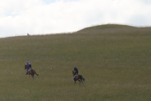 Racehorses on Therfield Heath (Copyright Graham Palmer 2017)