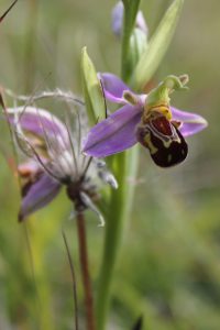 Bee Orchid, Therfield Heath (copyright Graham Palmer 2017)